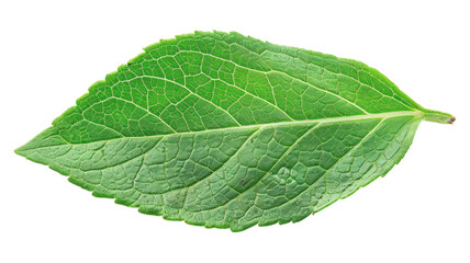 Obraz premium Fresh green leaf showcasing intricate details and vibrant color transparent background