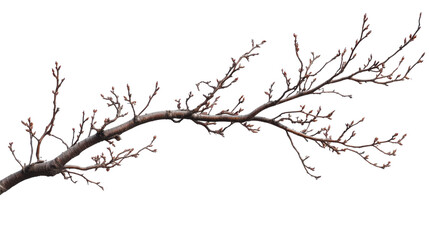 Fototapeta premium Tree branch transparent background