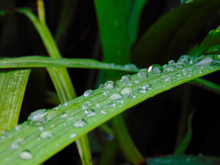 Dew on grass for fresh background