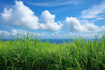 Obraz premium Coastal grass, ocean view, sunny sky, cloudscape, travel brochure