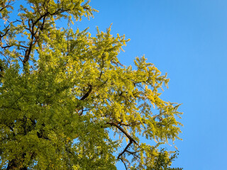 Lush Green Foliage Against a Clear Blue Sky