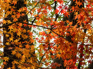 Fototapeta premium Vibrant Autumn Leaves: A Captivating Display of Fall Colors