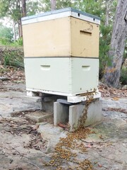 Bees walking into a beehive