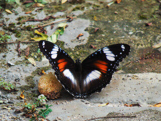 Butterfly of Hypolimnas bolina on the ground