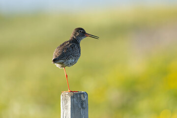 Redshank standing on one leg