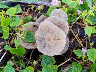 Close-up view of a cluster of light grey mushrooms growing amongst green leaves and dark brown earth in a natural outdoor setting