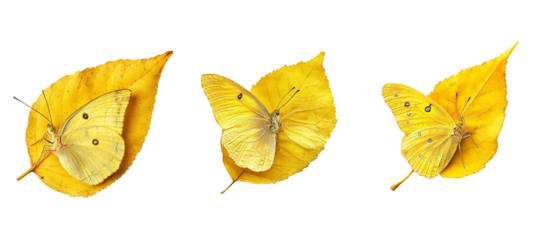 A yellow butterfly rests on a yellow leaf against a white background