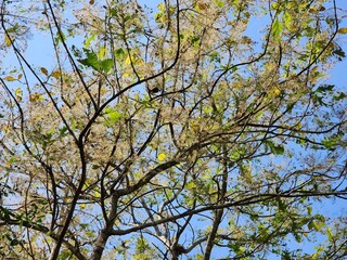 White Blossoms and Green Leaves Against a Clear Blue Sky: A High-Angle View of a Tree in Full Bloom