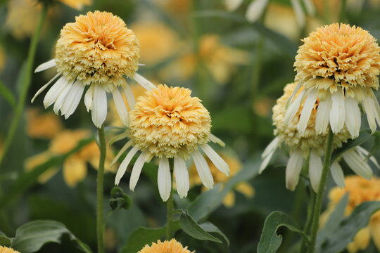Echinacea purpurea. Flower plant commonly known as coneflower.
