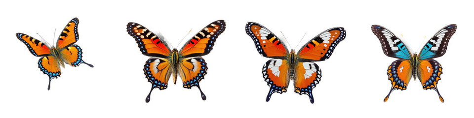 Fototapeta premium A vibrant display of colorful butterflies showcasing nature's artistry