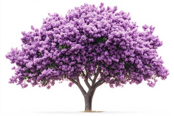 Fototapeta premium Majestic Lilac Tree in Full Bloom Springtime Beauty Nature Photography