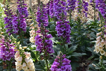 디기탈리스 꽃들이 활짝피어있다. ©  Mister_Willow