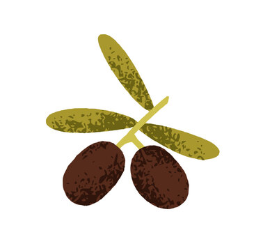 recommend clip art: Olive branch with leaves. Healthy natural Mediterranean plant, fresh Greek vegetables growing. Black berries on twig with leaf. Botanical flat vector illustration isolated on white background