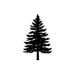 Fototapeta premium Black silhouette of a coniferous tree.