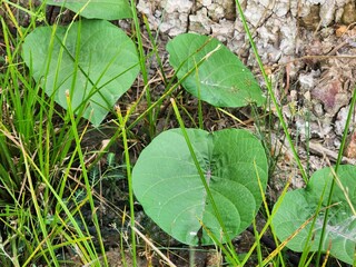 Close-up of Lush Green Leaves and Grass near Tree Trunk