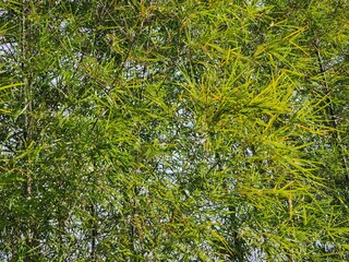 Lush Green Foliage Texture: Vibrant Summer Leaves Background