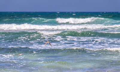 Deserted Wild Beach with Mountains and Sea in Tunisia, North Africa