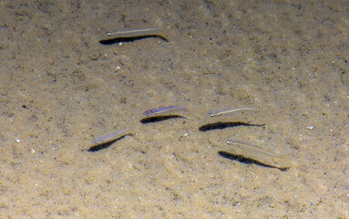 Striped Killifish Gliding Through Water