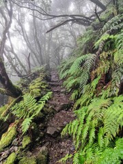 A mystical path winds through the foggy Anaga Mountains of Tenerife, flanked by lush green ferns and bent laurel trees, shrouded in enchanting mist.