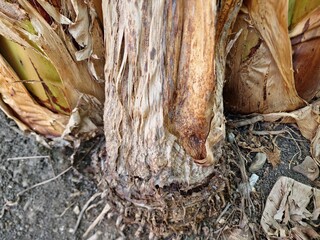 Close-up detail of a banana tree's base, showing its textured trunk, roots, and surrounding soil