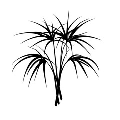 Obraz premium Black silhouette of papyrus plants.