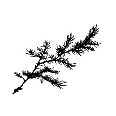 Obraz premium Black silhouette of a pine branch.