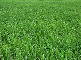 Lush Green Grass Field: Vibrant Texture Background