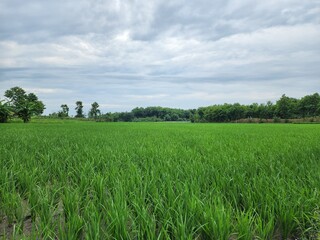 Fototapeta premium Vast Green Field Under a Cloudy Sky