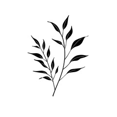 Fototapeta premium Simple black line art drawing of two elegant plant sprigs.