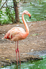The greater flamingo, Phoenicopterus roseus, standing in water on lake shore.