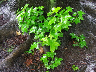 梅雨の雨の日の公園の木の根元に生えるモミジバフウの若葉
