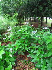 梅雨の雨の日の公園に咲くガクアジサイ