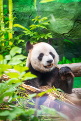 Obraz premium The Giant Panda Bear sits while eating a bamboo stalk