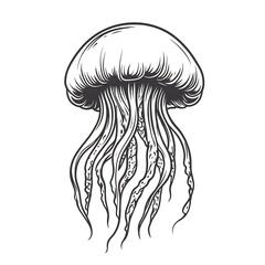 Detailed line art drawing of a jellyfish.