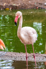 The greater flamingo, Phoenicopterus roseus, standing in water on lake shore.