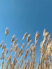 Obraz premium A photo of tall, golden wheat swaying in the breeze under a clear blue sky. 