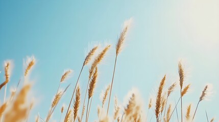 A photo of tall, golden wheat swaying in the breeze under a clear blue sky. 
