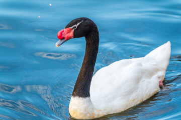 Fototapeta premium The black-necked swan, Cygnus melancoryphus, is a swan that is the largest waterfowl native to South America. The body plumage is white with a black neck and head and greyish bill