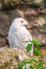 A snowy owl sits on a rock cliff.