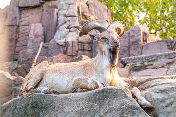 Close-up portrait of Markhor, Capra falconeri, wild goat native to Central Asia, Karakoram and the...