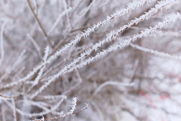 frost on the branches
