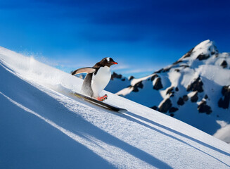 A gentoo penguin skis down a snowy mountain slope under a bright blue sky.  The snow sprays behind it as it carves a path.