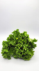 Fototapeta premium 양상추・レタス・lettuce
