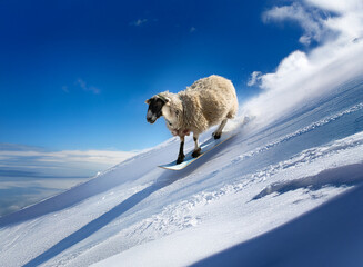 Naklejka premium A fluffy sheep bravely snowboards down a steep, snowy mountain slope under a vibrant blue sky. The scene is whimsical and fun.