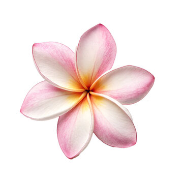 Fototapeta frangipani flower isolated on white