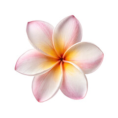 frangipani flower isolated on white