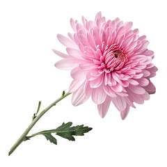pink dahlia isolated on white background