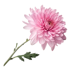 Fototapete pink dahlia isolated on white background © NT