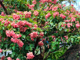 Close-up of Mussaenda philippica, or Nusa Indah Flower Plant in the garden