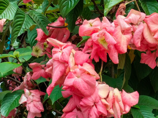 Close-up of Mussaenda philippica, or Nusa Indah Flower Plant in the garden